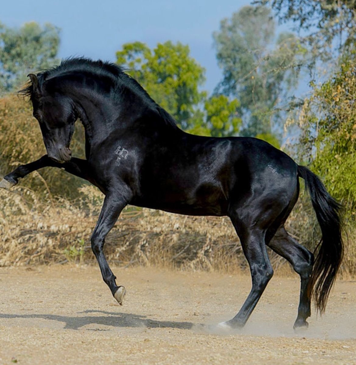 Марвари лошадь