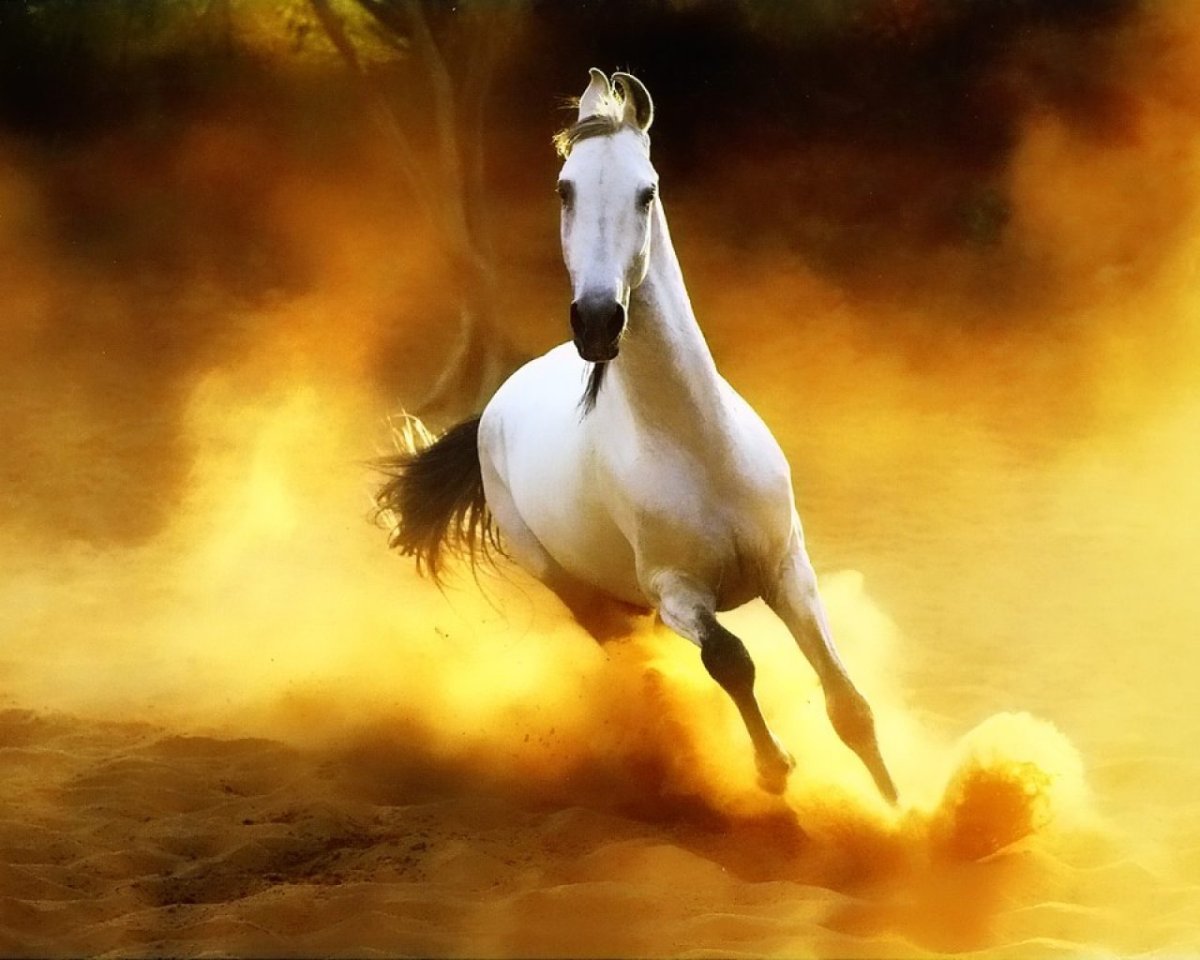 Лошади породы марвари