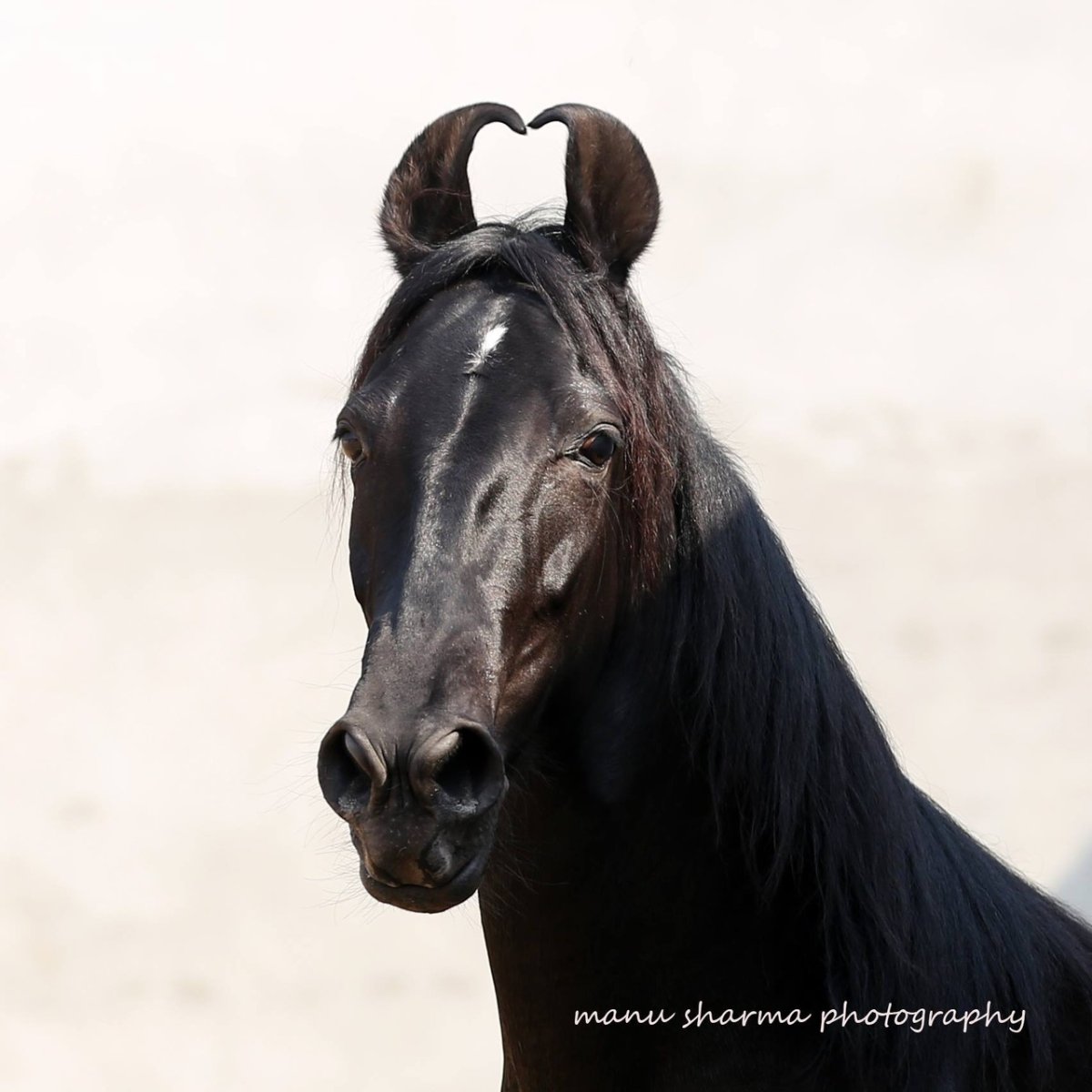 Сабино масть лошади