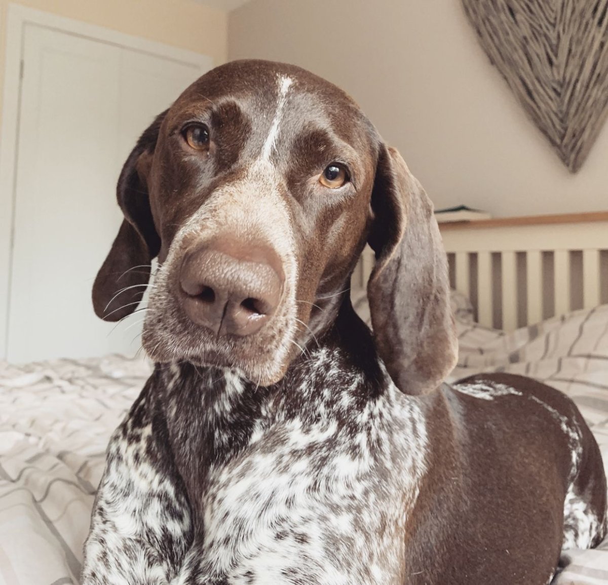 Английский Пойнтер шоколадный щенок