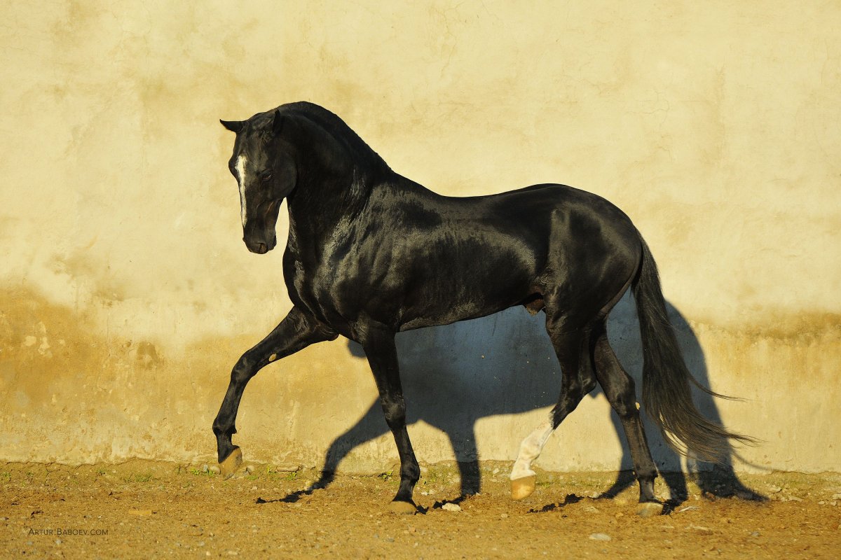 Марвари лошадь ахалтекинец