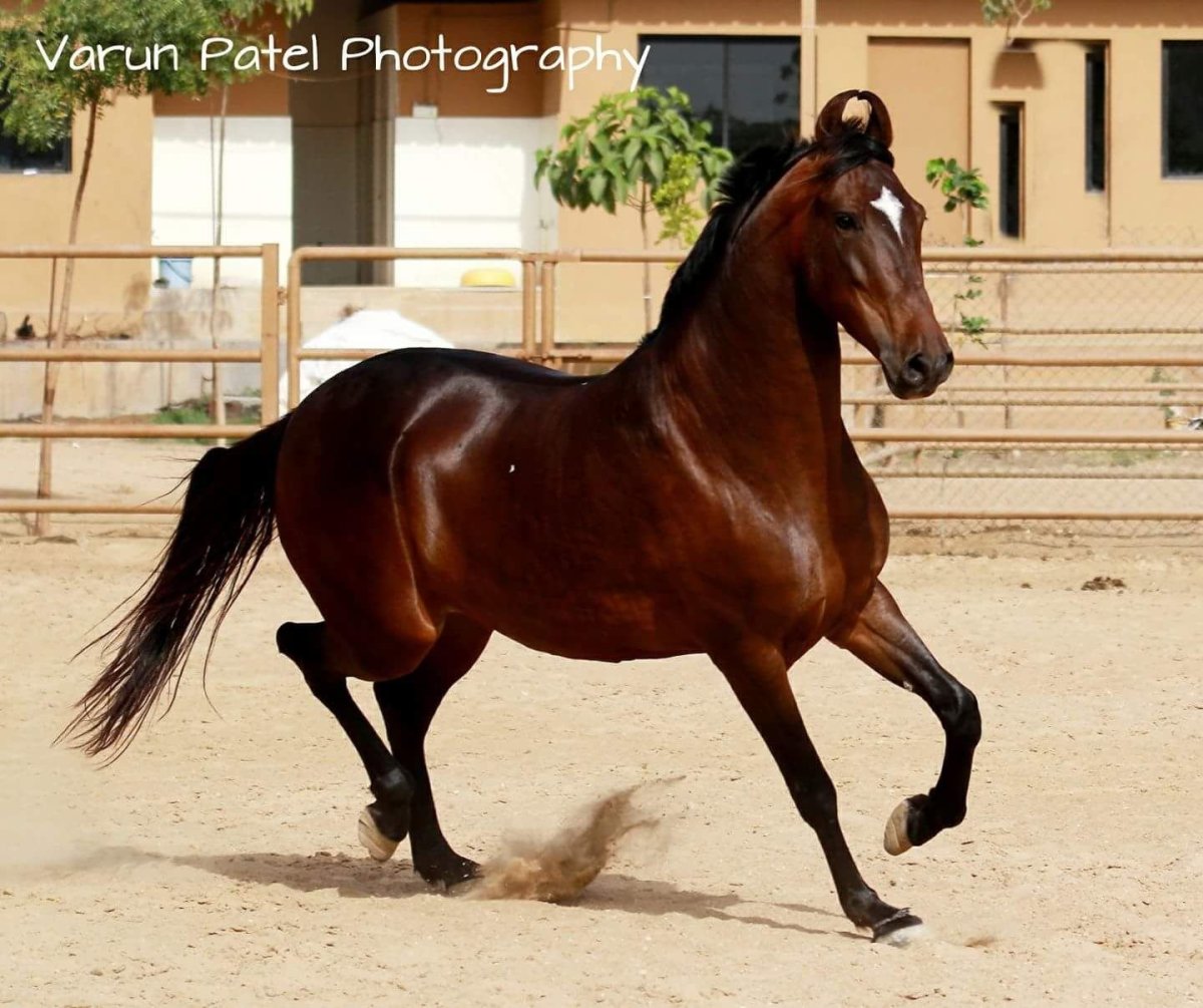 Порода марвари