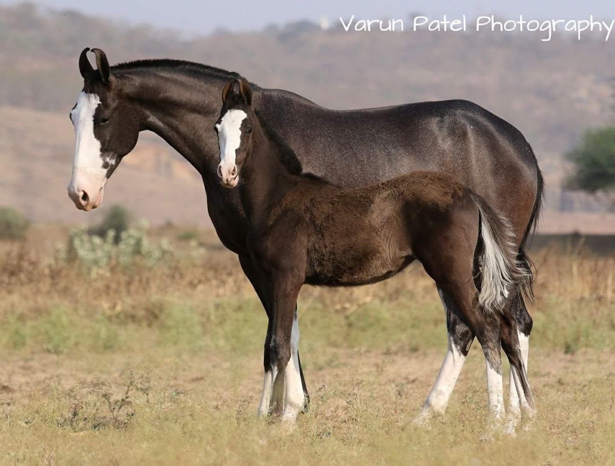 Осел марвари