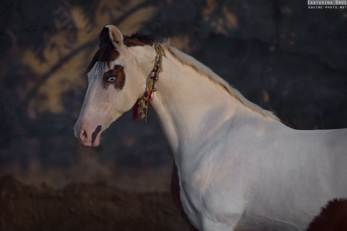 Пегий марвари