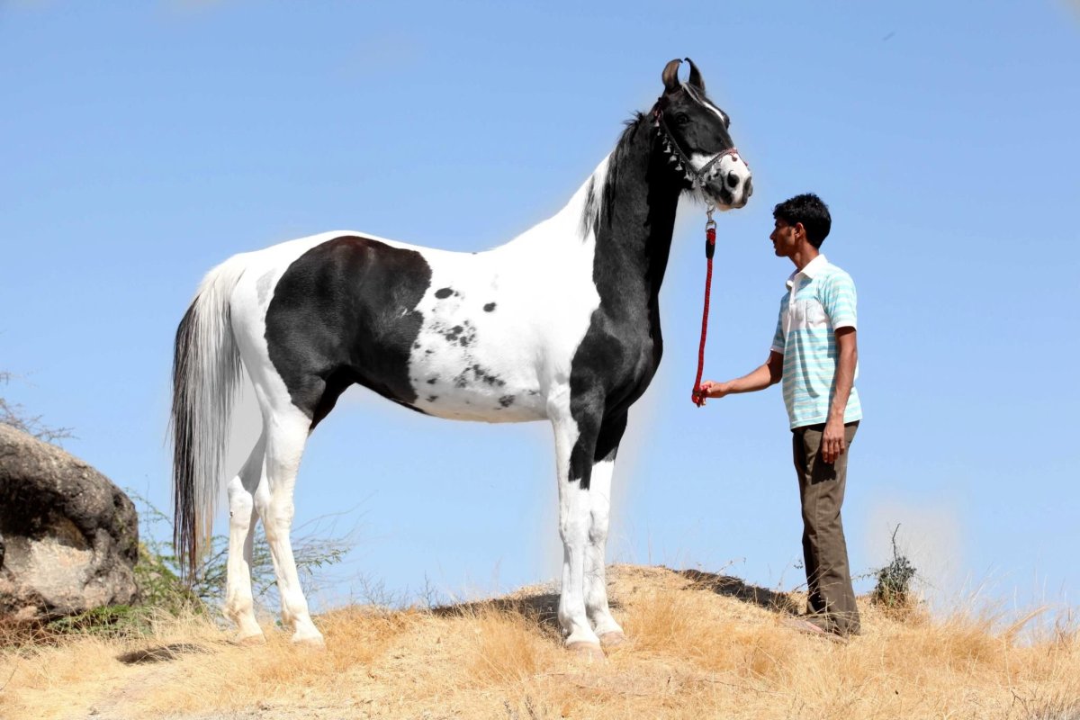 Лошадь марвари Пегий
