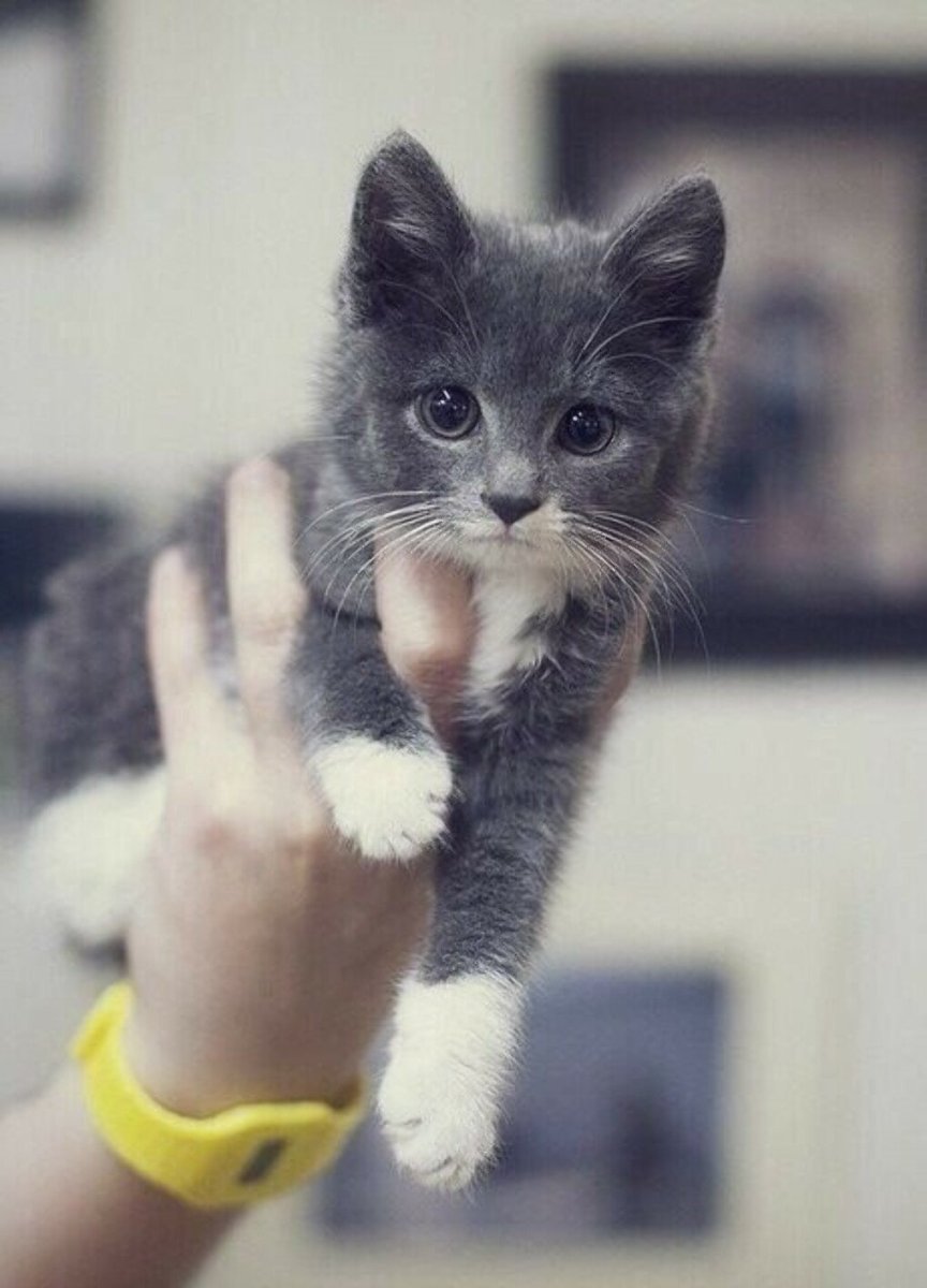 Котята на аву