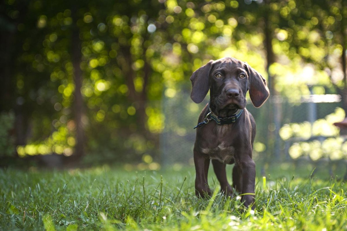Немецкая легавая Курцхаар