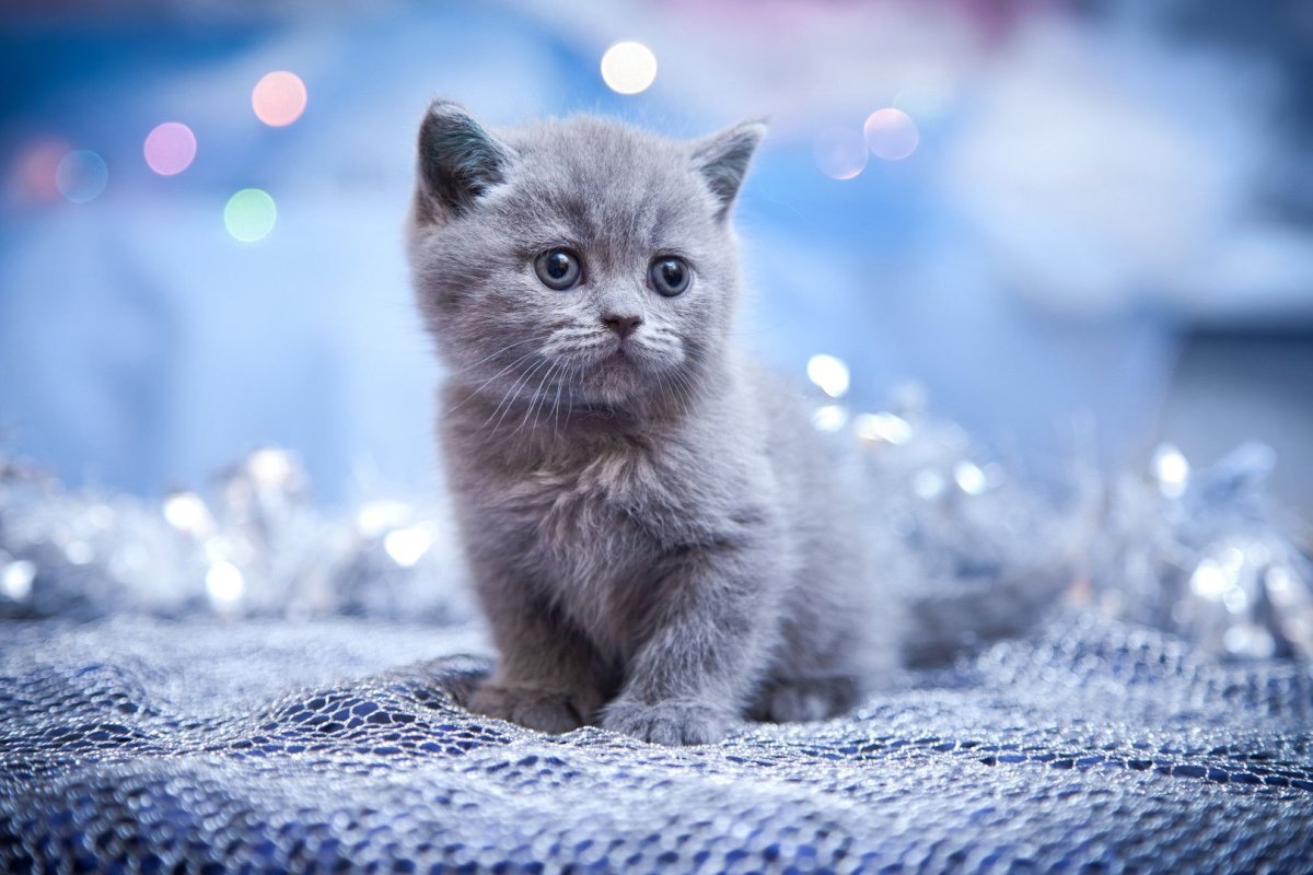 Милые котята