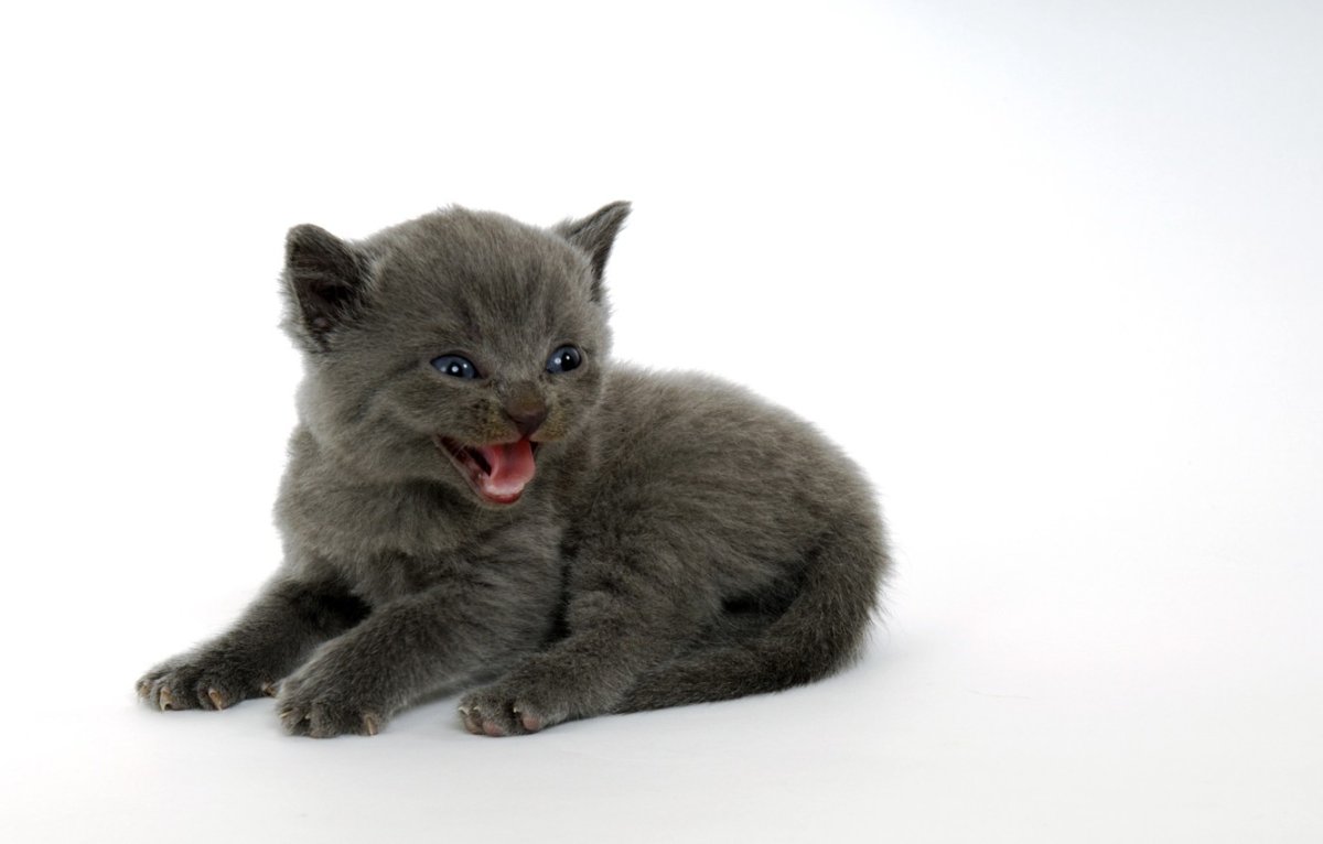 Малыш котенок серый