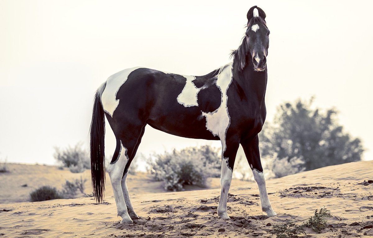 Пегий марвари с голубыми глазами