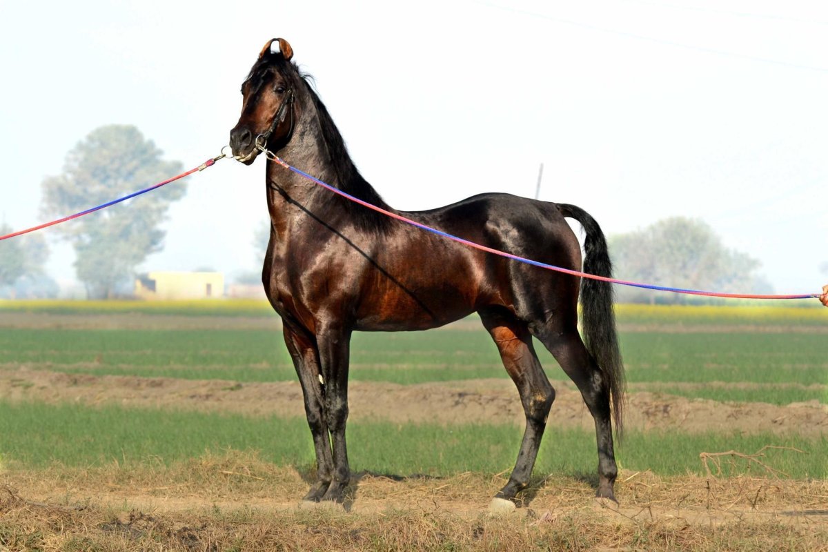 Марвари пегой масти