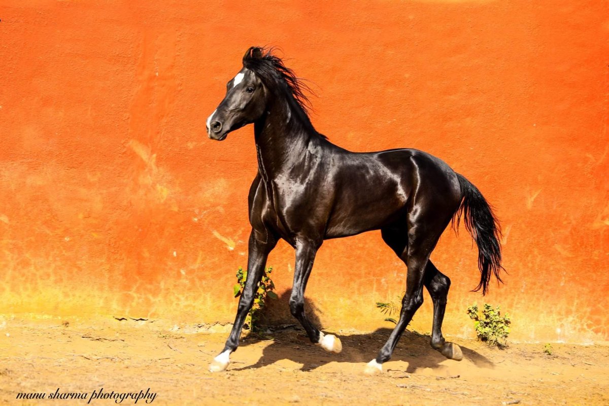 Пегий марвари