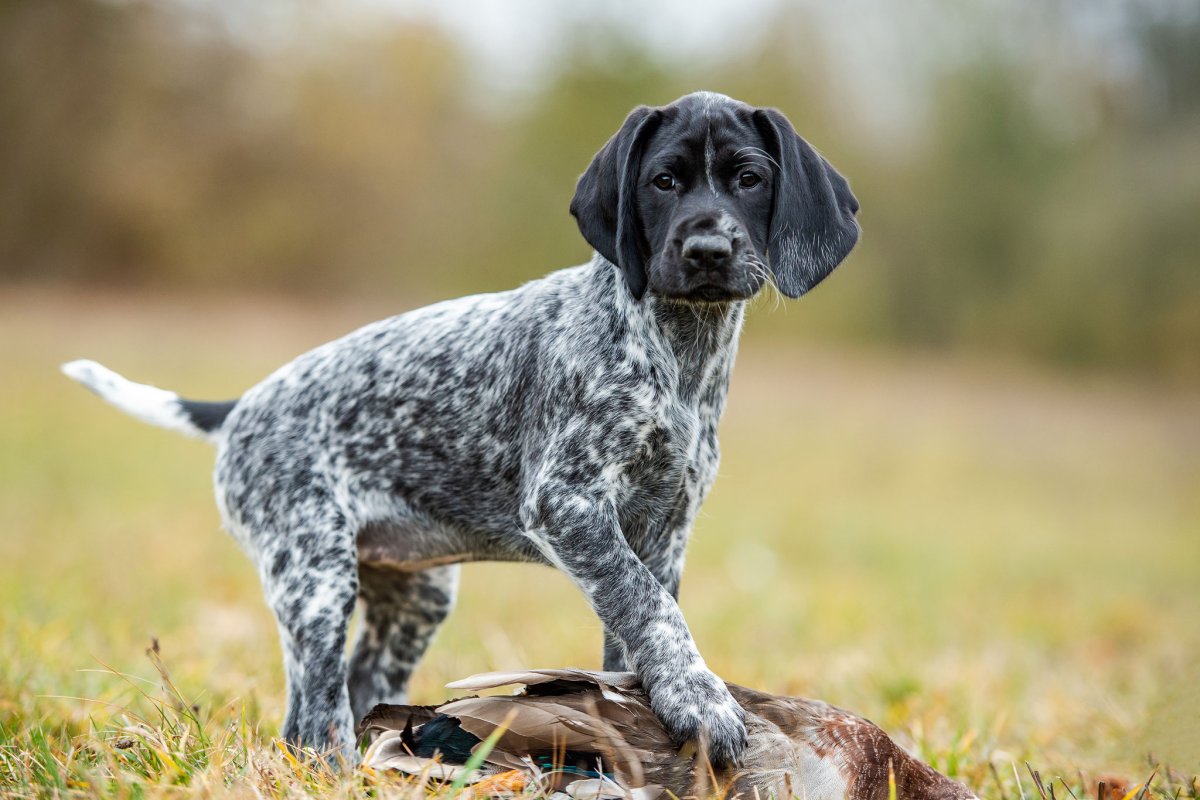 Немецкая легавая Курцхаар