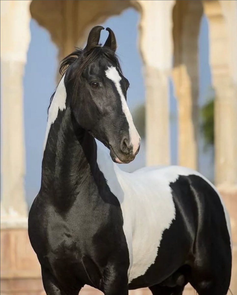 Марвари лошадь