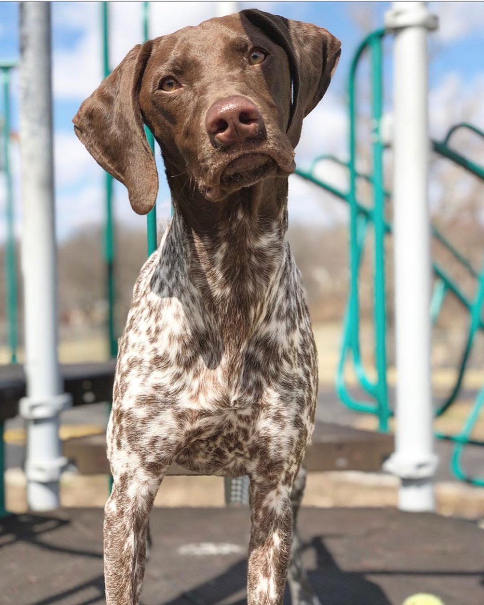 Стандарты пса породы Курцхаар