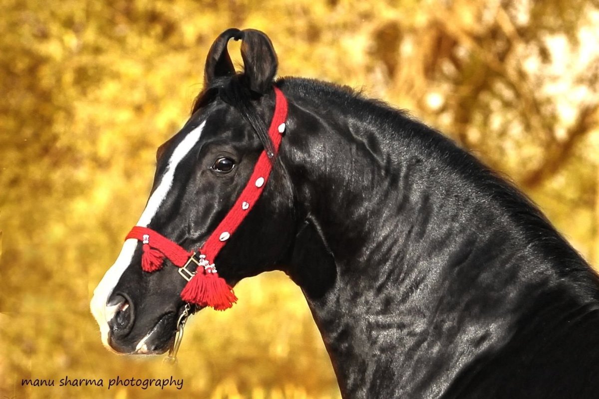 Черный марвари