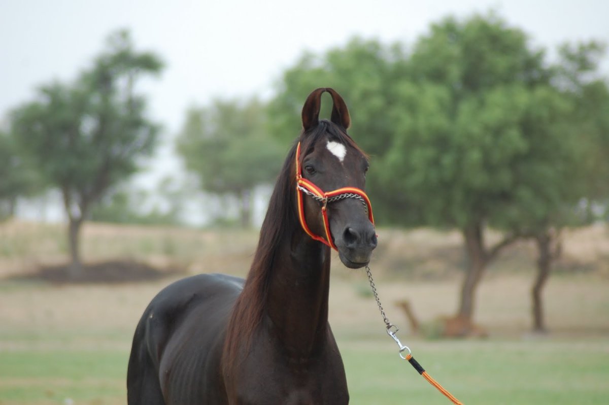 Марвари лошадь гнедая