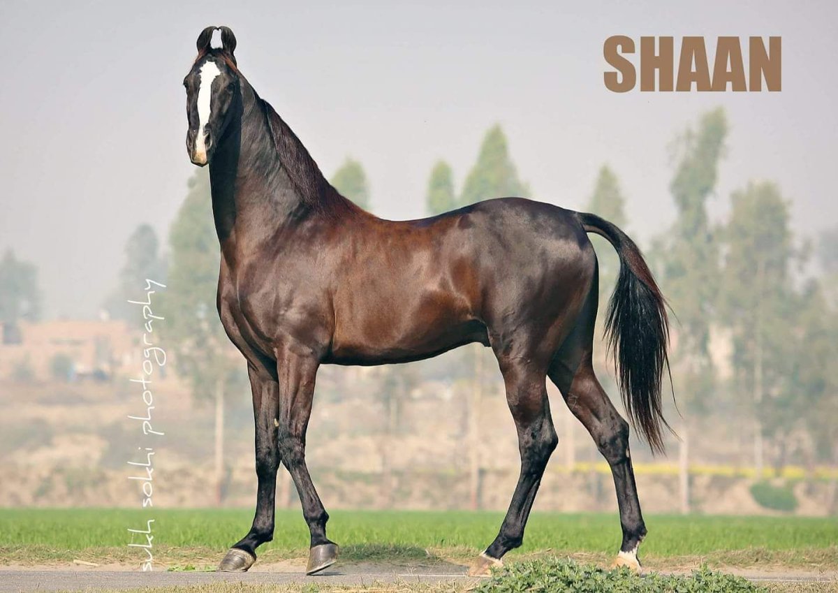 Лошадь породы марвари мул