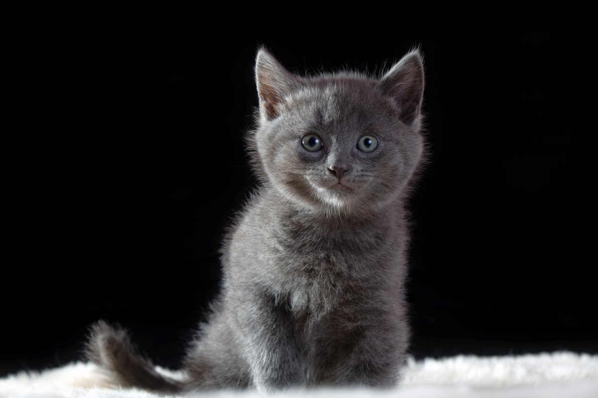 Темно серый котенок