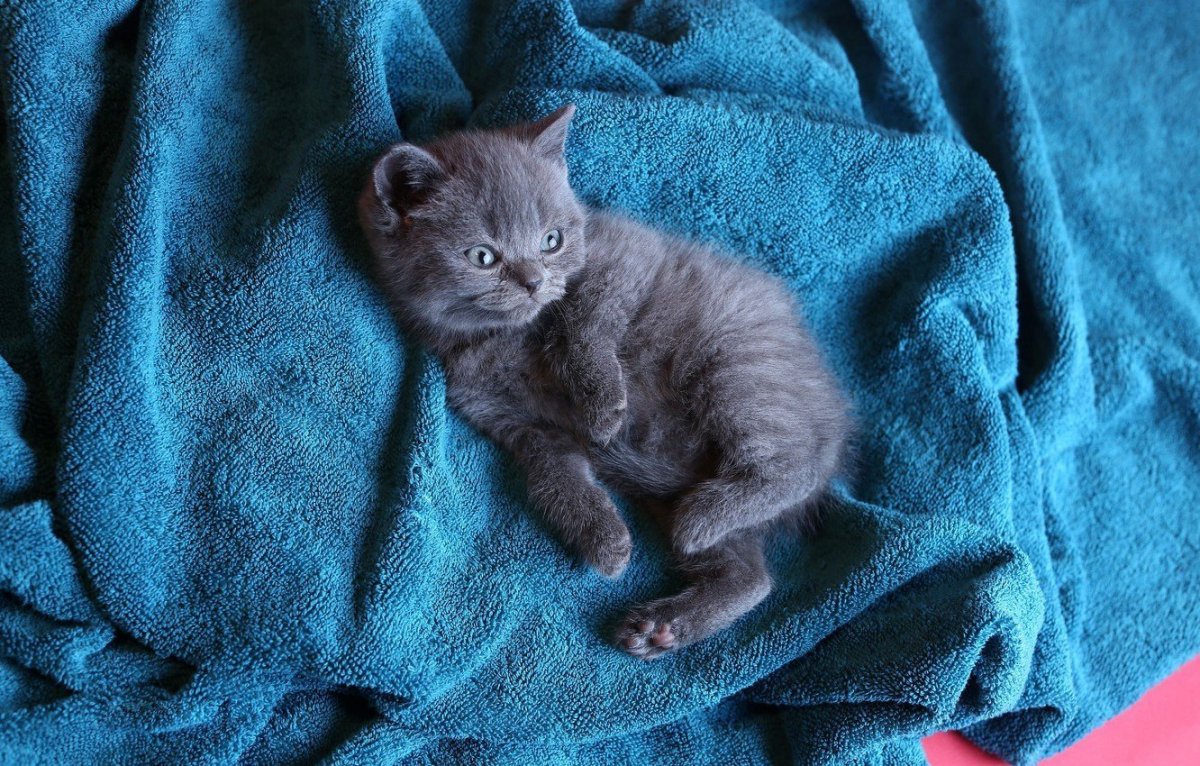 Котенок подтягивается