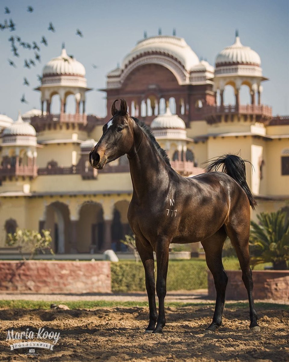 Марвари мул