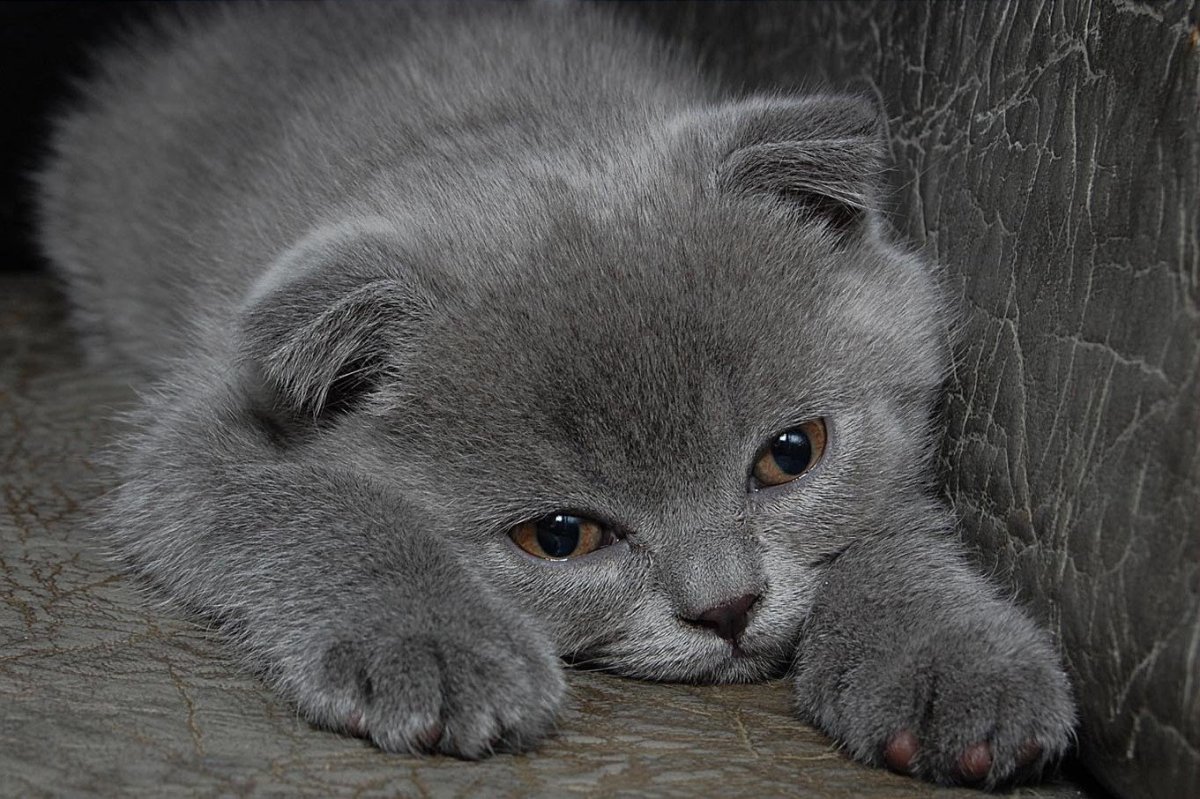 Очень грустный котенок