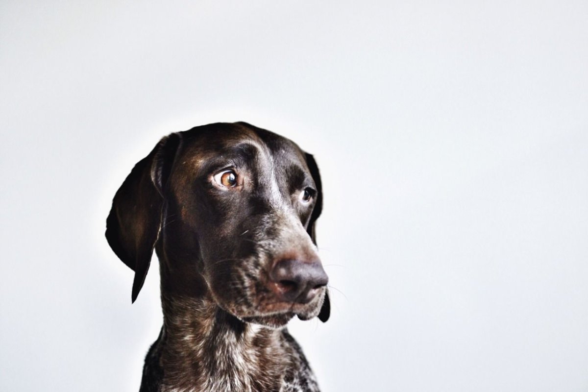 Группа Курцхаар в вотсапе