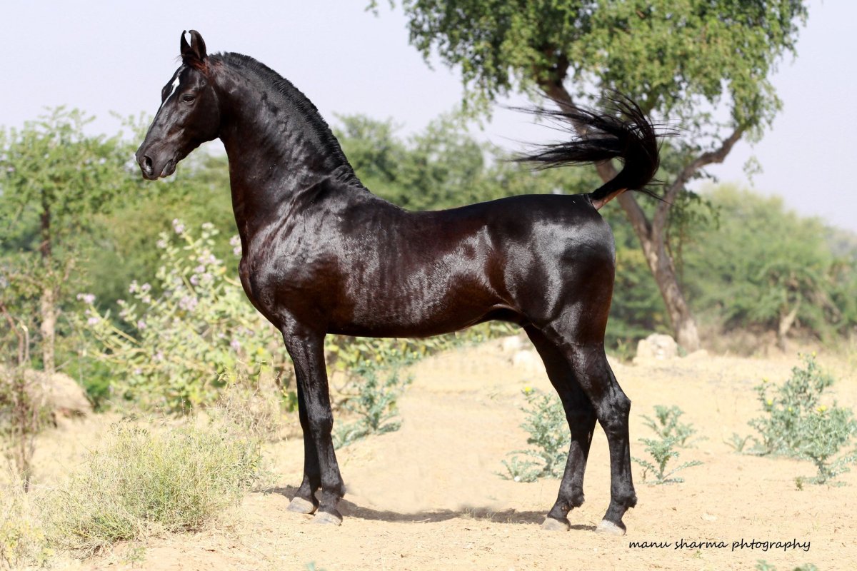 Марвари экстерьер