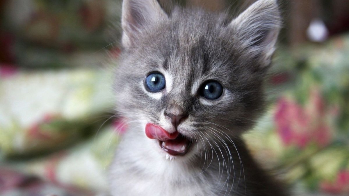 Британская голубая кошка