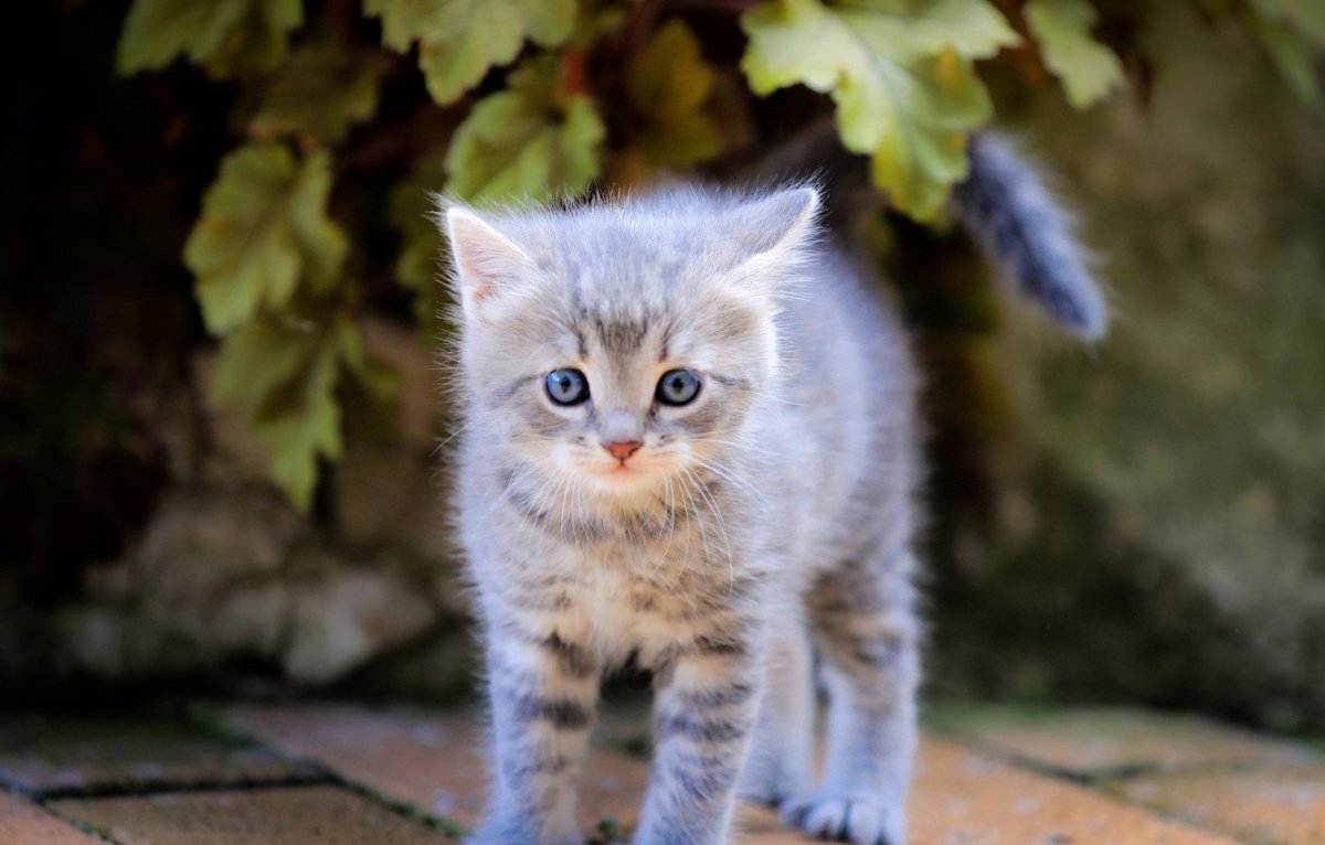 Котенок серо полосатый