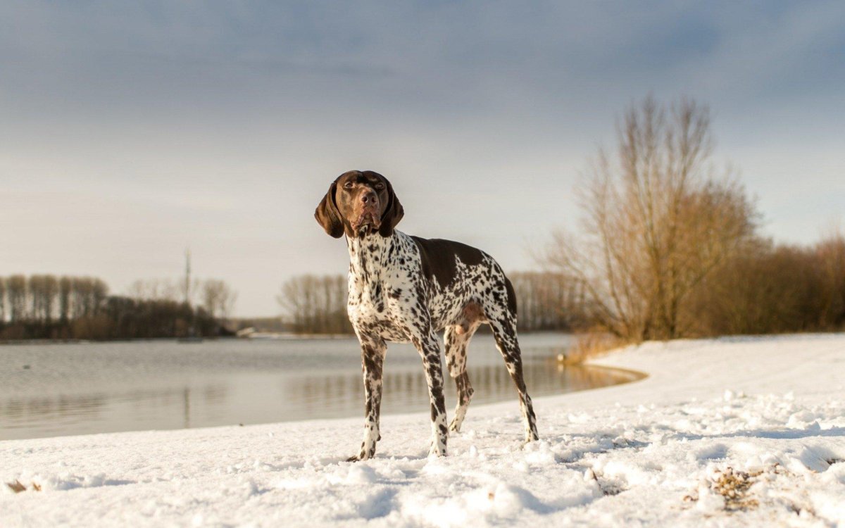 Дратхаар Курцхаар Пойнтер на одном фото