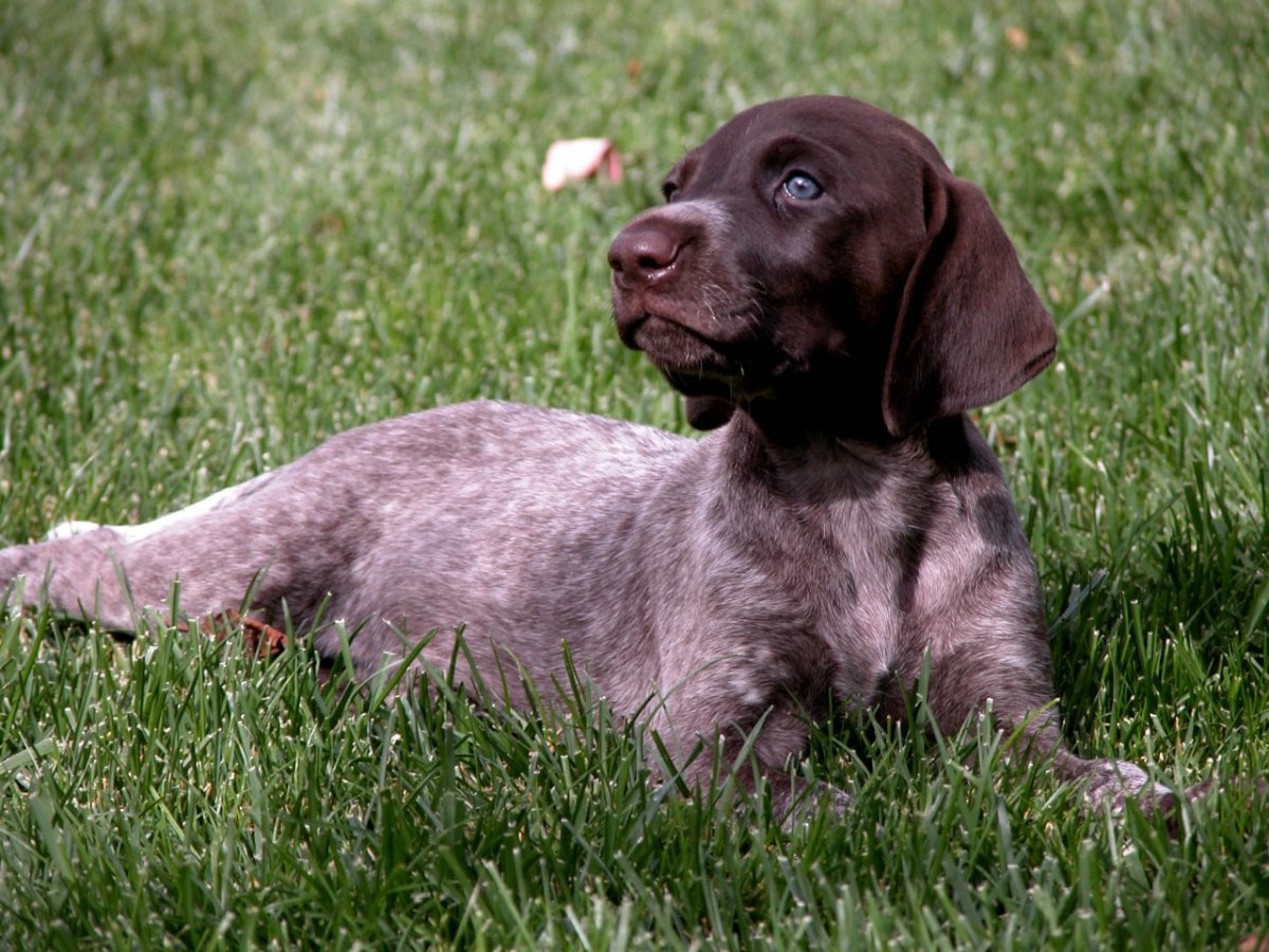 Парные аватарки собаки чихуахуа и Курцхаар