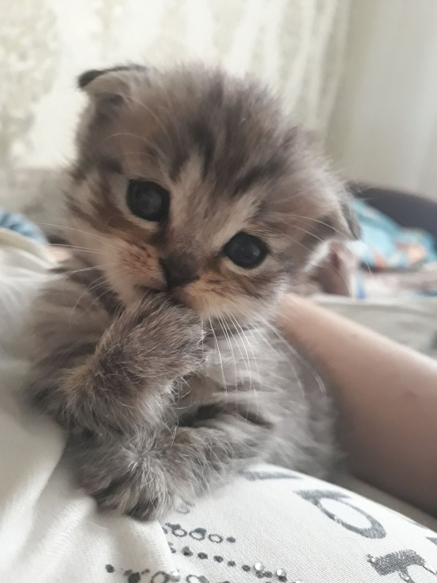 Вислоухие пушистые котята