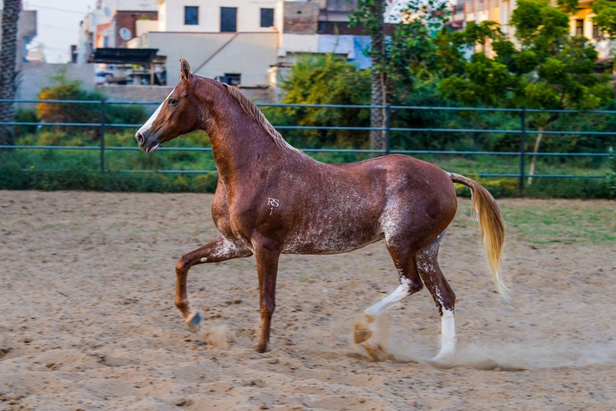 Лошади породы марвари