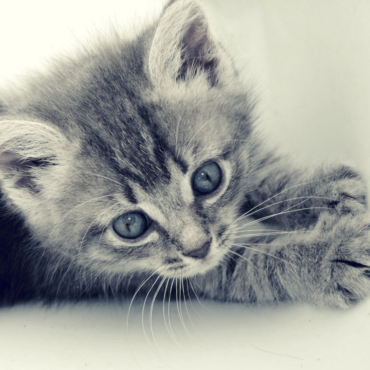 Котята обои на телефон милые бездомные