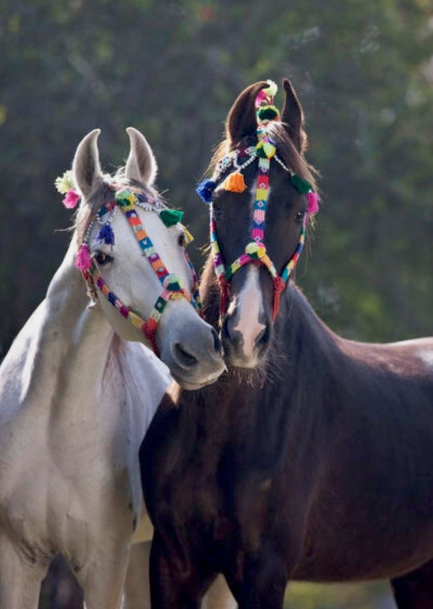 Марварит порода лошадей