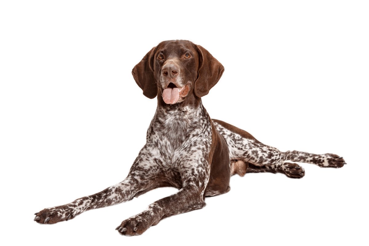 Курцхаар Арика