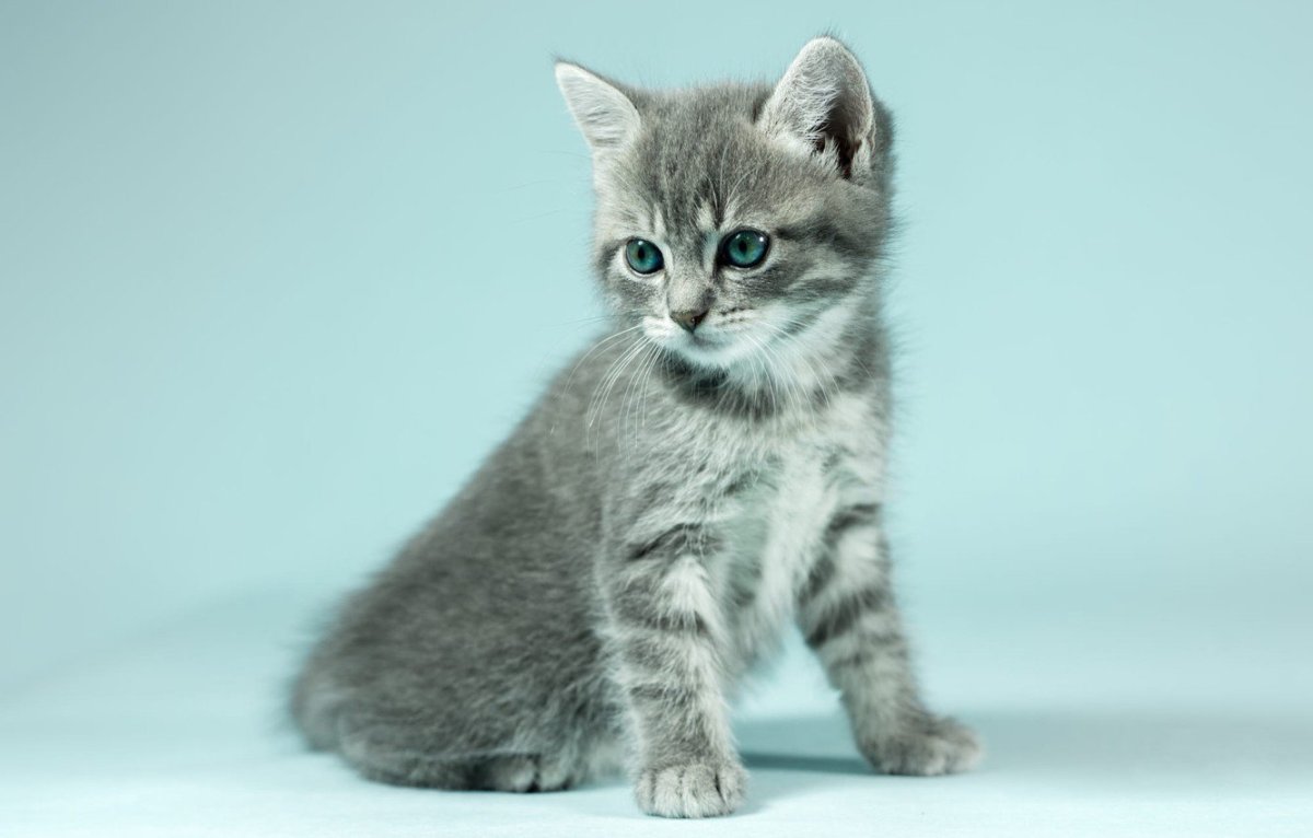 Серый котенок с полосками