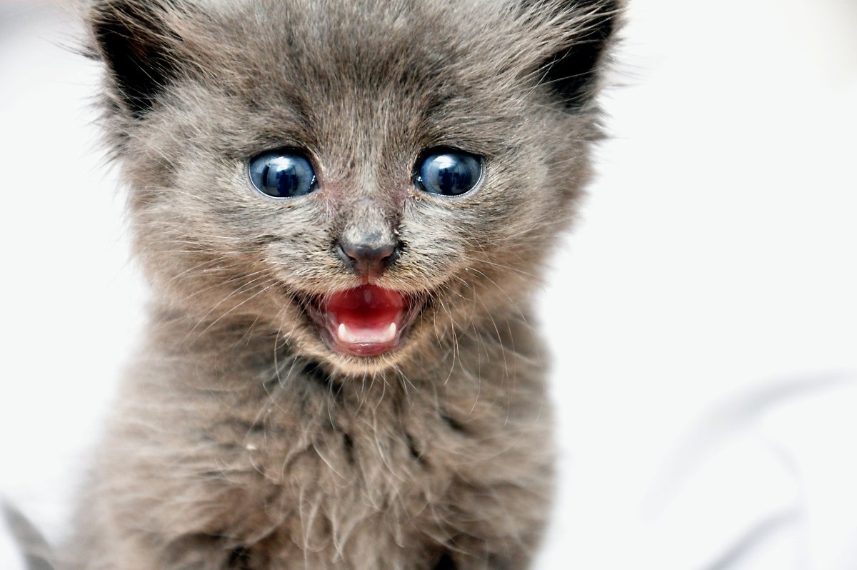 Мяуканье маленького котенка