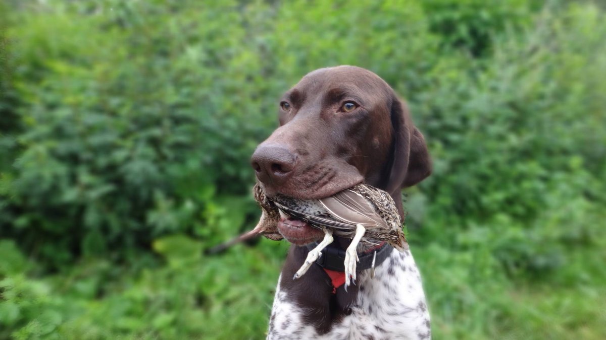 Курцхаар собака