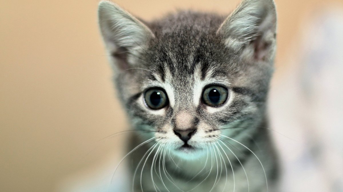 Милые мордочки котят