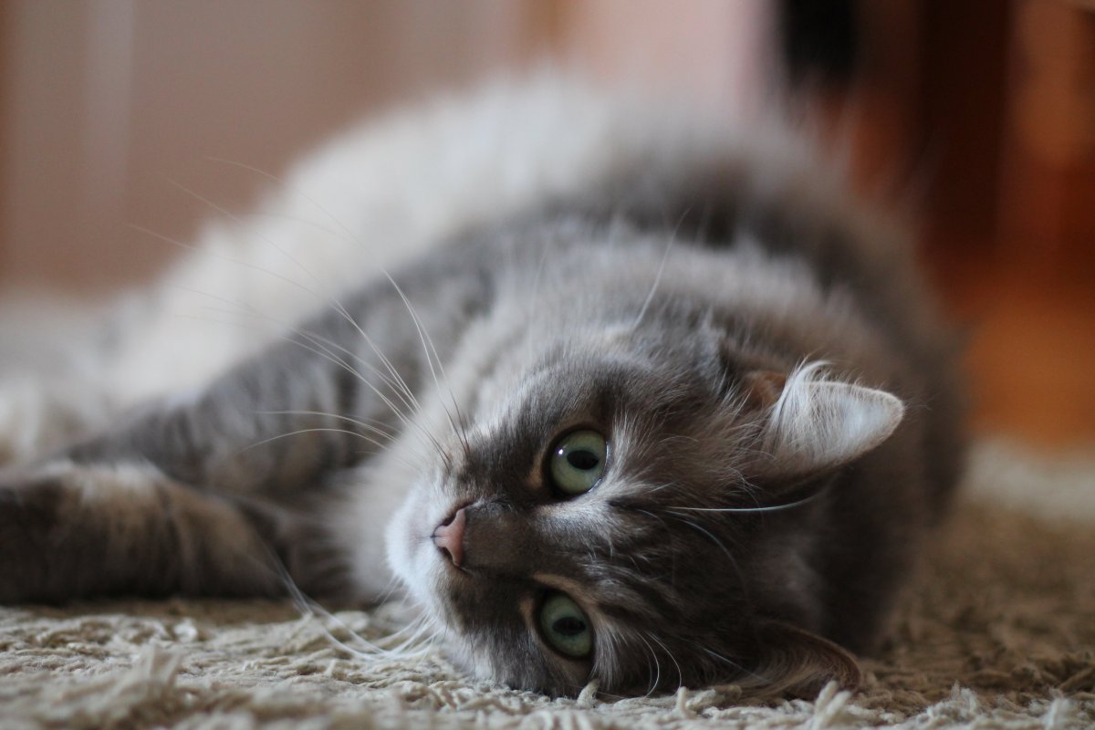 Серый котёнок морда