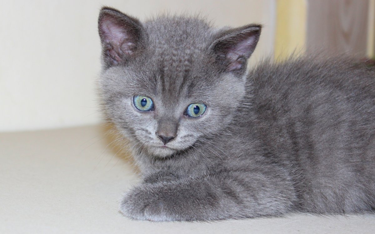Котята серого цвета