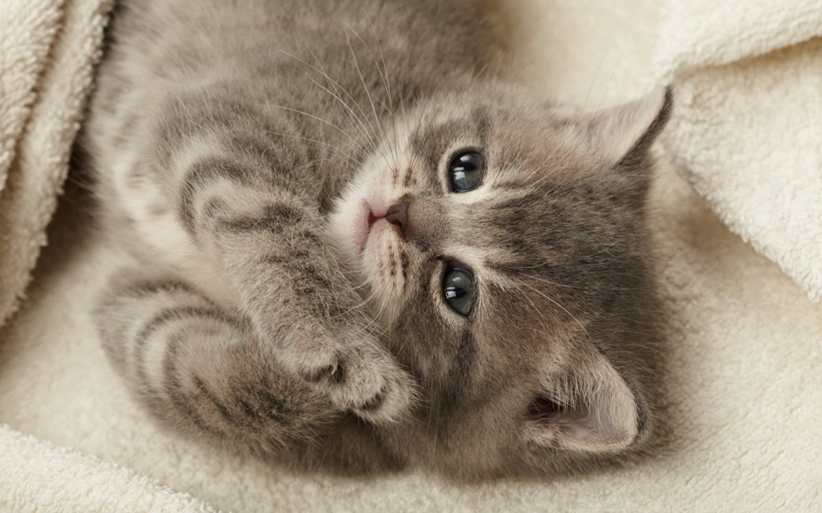 Котенок серо полосатый