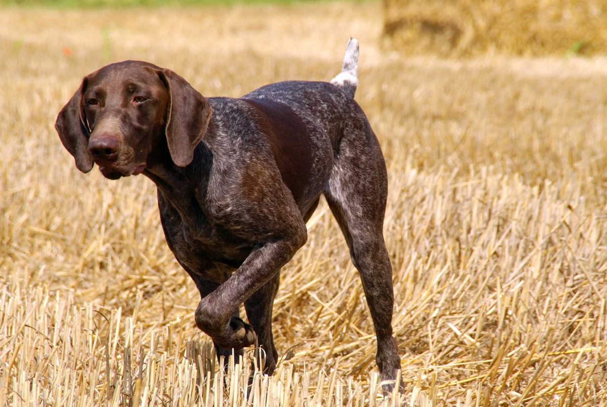 German Shorthaired Pointer порода собак