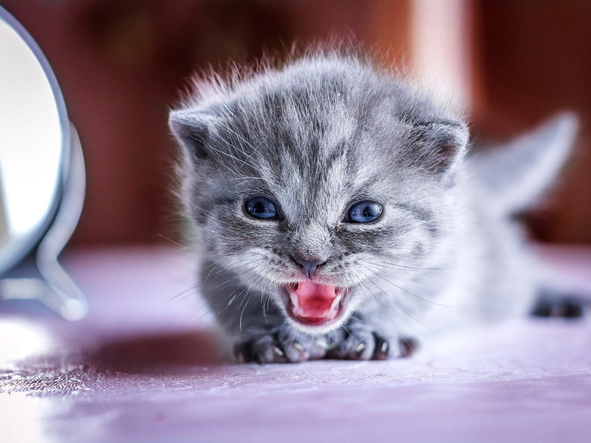 Маленький котенок