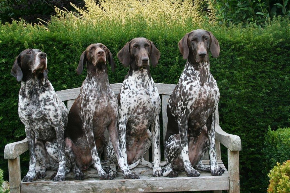 Немецкая легавая щенок