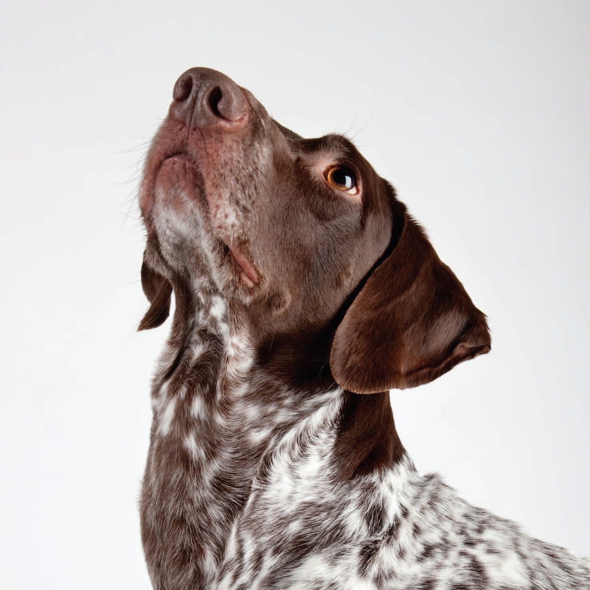 Немецкая гончая Курцхаар