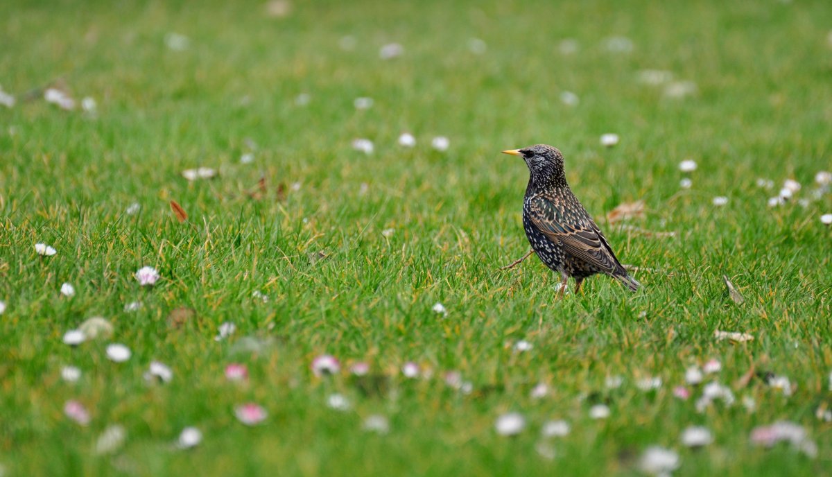 Перепел Coturnix Coturnix
