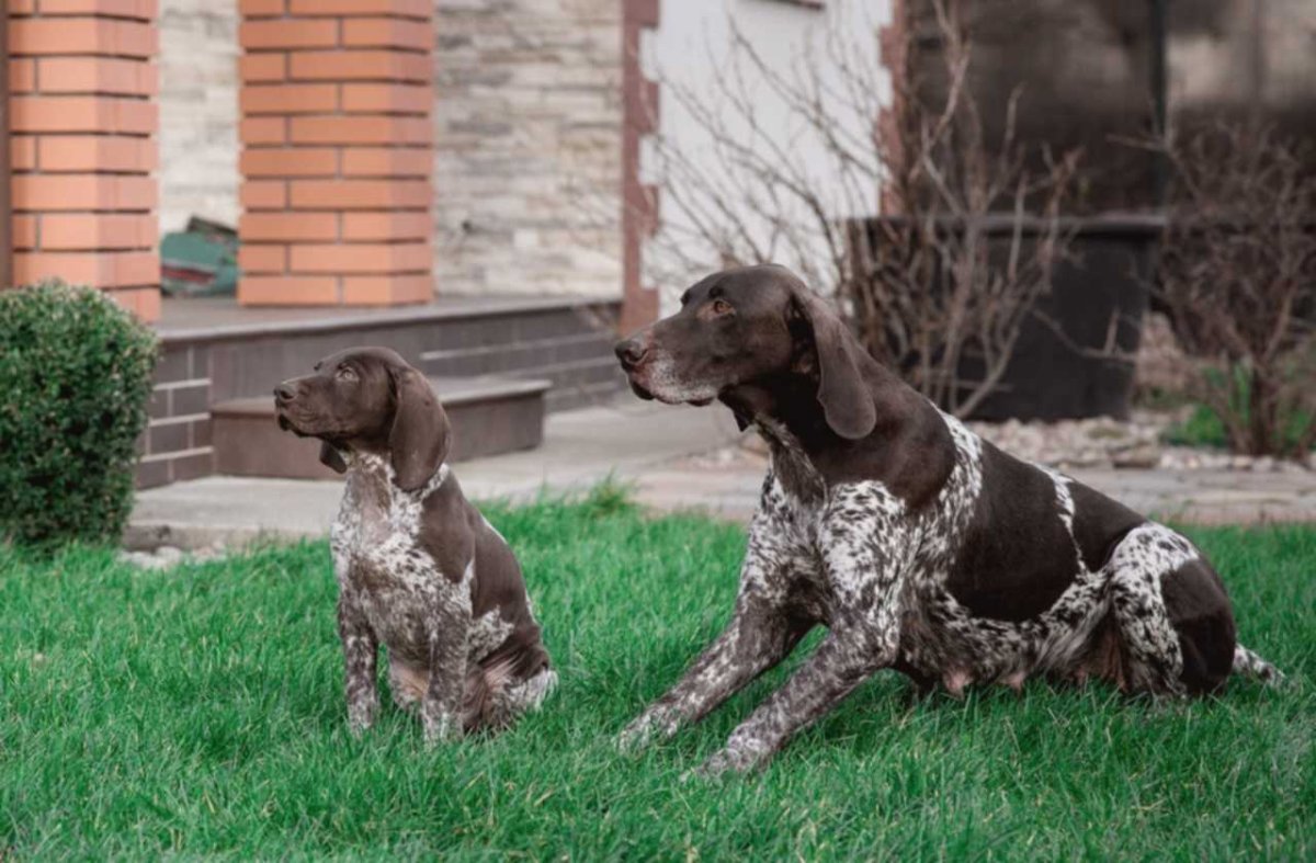 Курцхаар Puppy